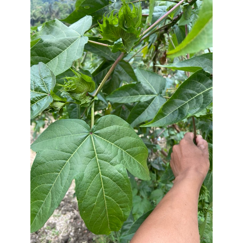 

Jual daun kapas segar petik langsung-az