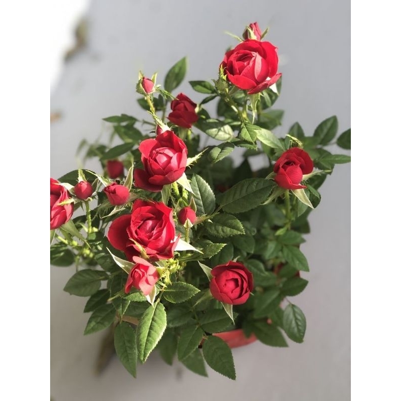 TANAMAN HIAS BUNGA MAWAR MERAH BESAR INC POT PUTIH DAN BATU