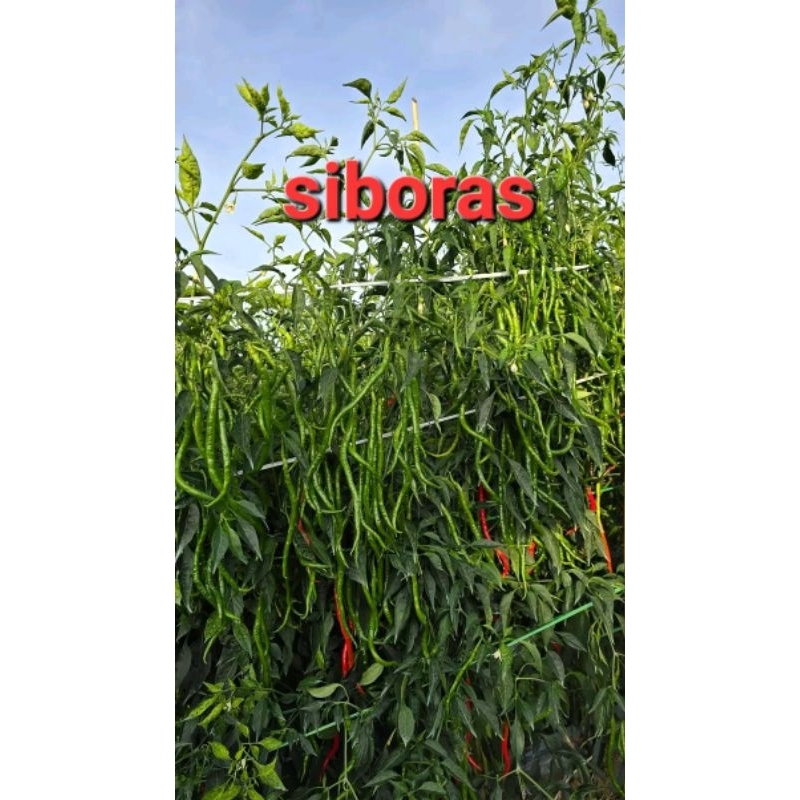 BIBIT CABE LOKAL SIBORAS ISI 10grm