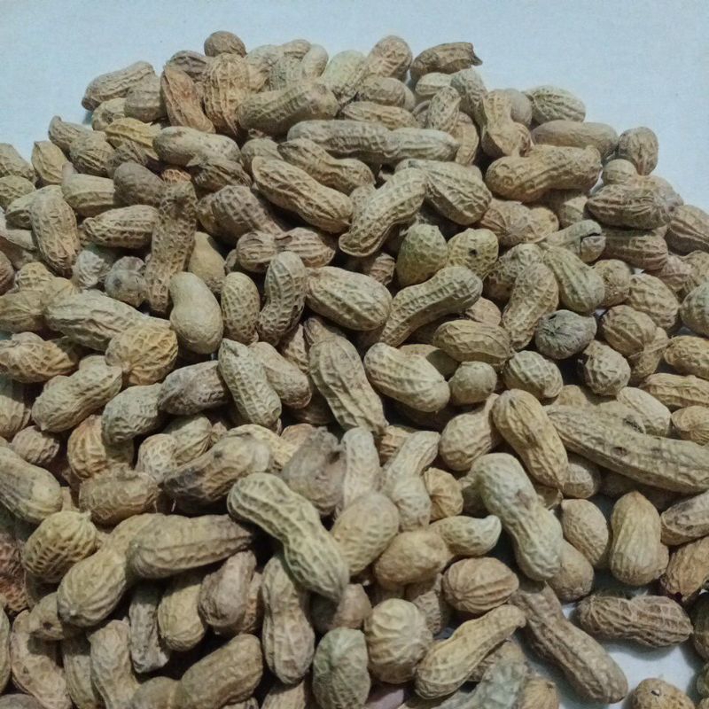 

kacang kulit oven putih 250 gram