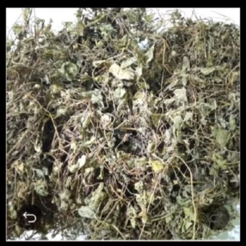 

Daun Pegagan Kering/Daun Antanan 1 kg