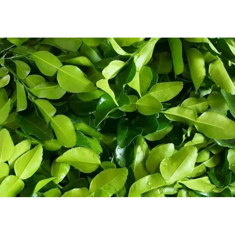 

daun jeruk purut, harga 1 pack/50 gram , fresh petik dari kebun