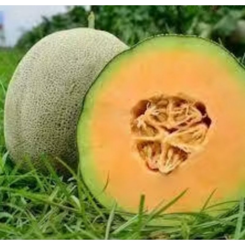 

5 Butir - Benih Melon Berdaging Orange Berkualitas