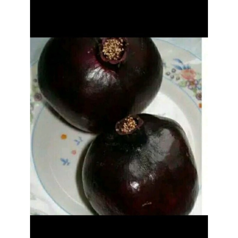 

DELIMA HITAM ATAU WULUNG