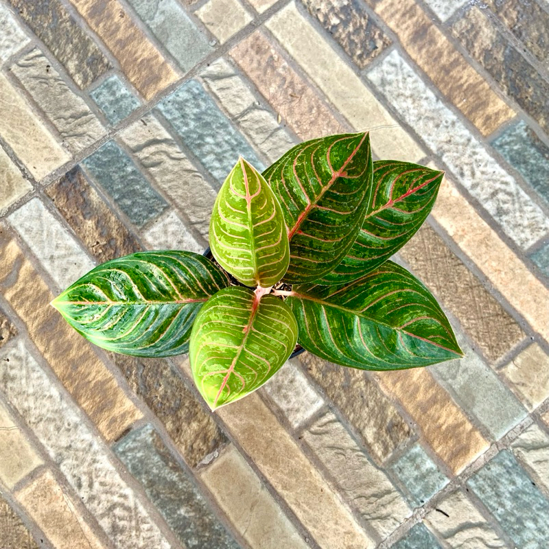 Aglaonema Kresna