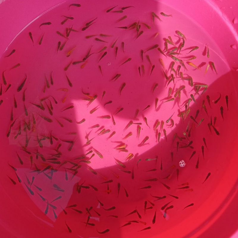 Bibit koi mixs showa kohaku karasi soragoi