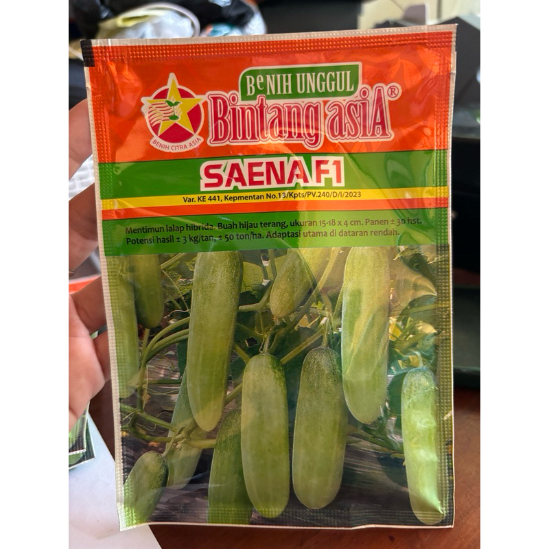 Bibit timun Saena F1