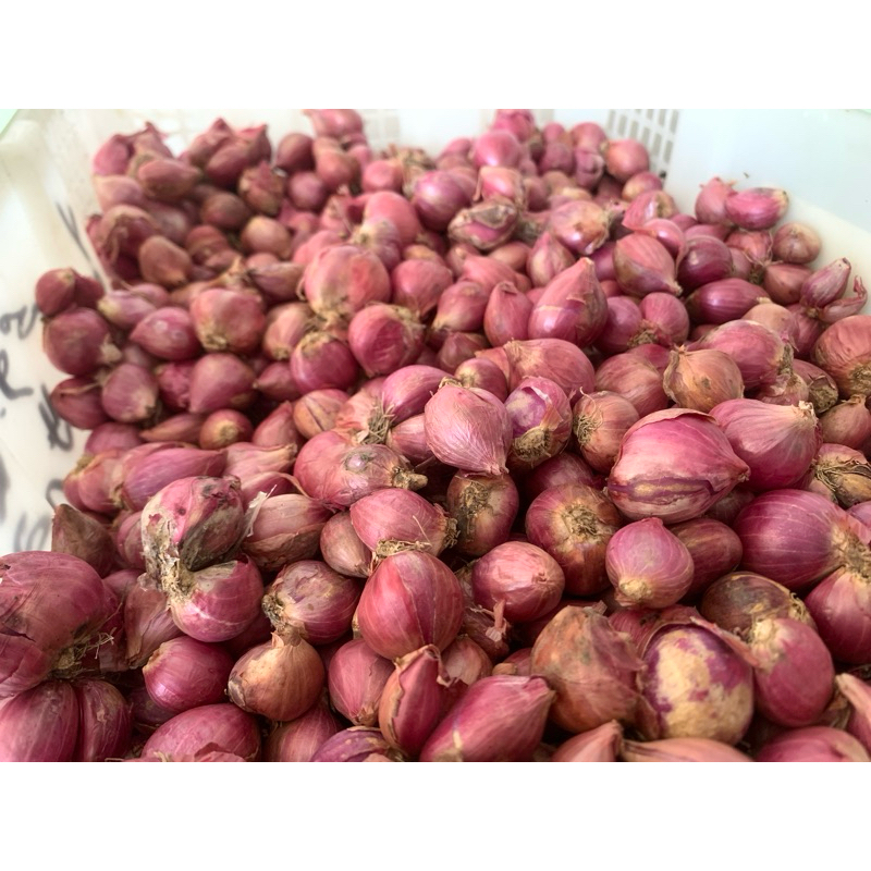 

Bawang Merah Ukuran Sedang