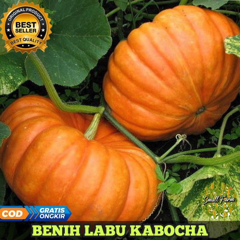 Benih Labu Kabocha isi 5 Benih