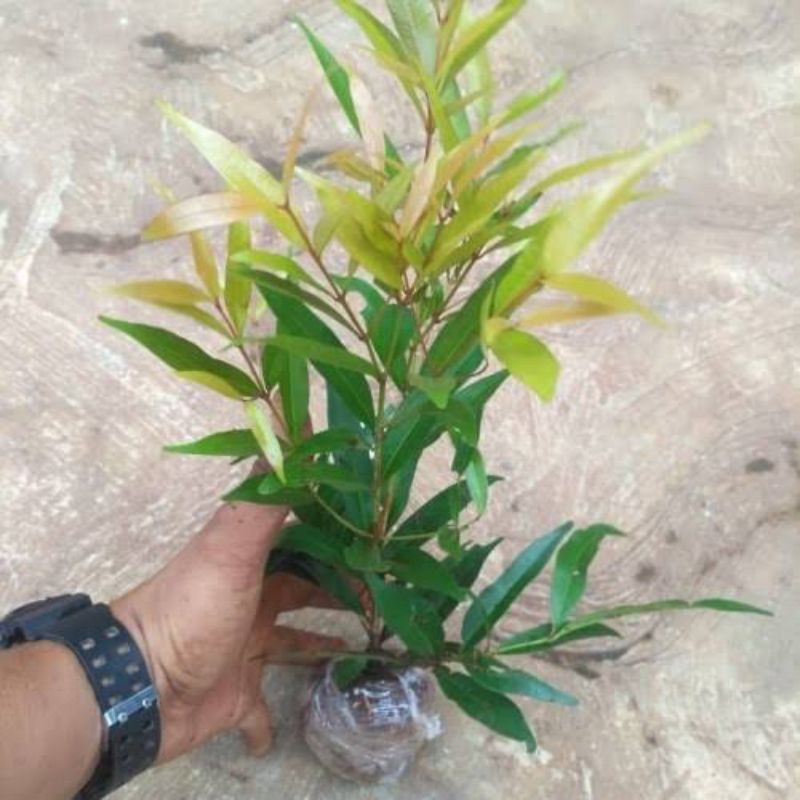 KEBUN_SUBUR EZA - Bibit Pucuk Merah Siap Tanam