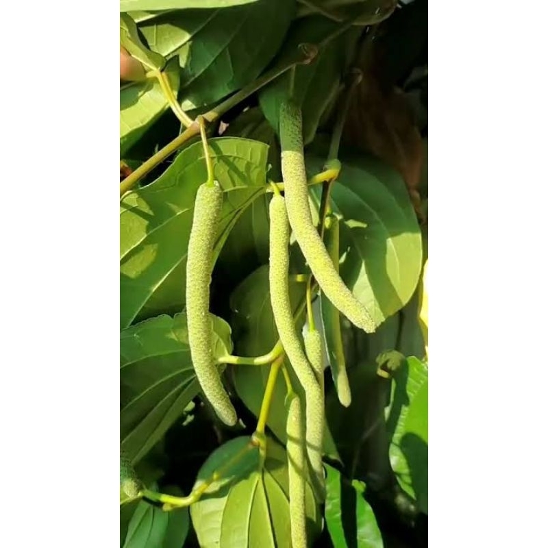 sirih Papua / buah sirih