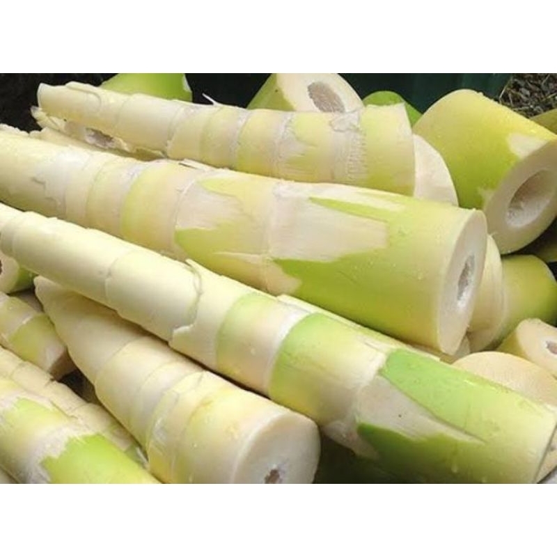

Paket 500 gram rebung sayur segar kupas bersih-az