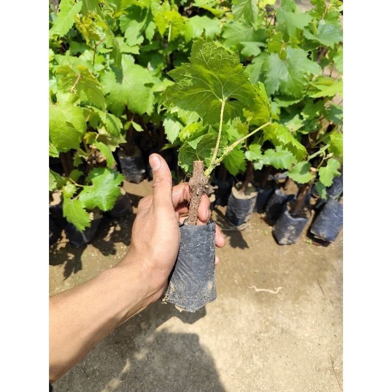 bibit anggur red master batang besar