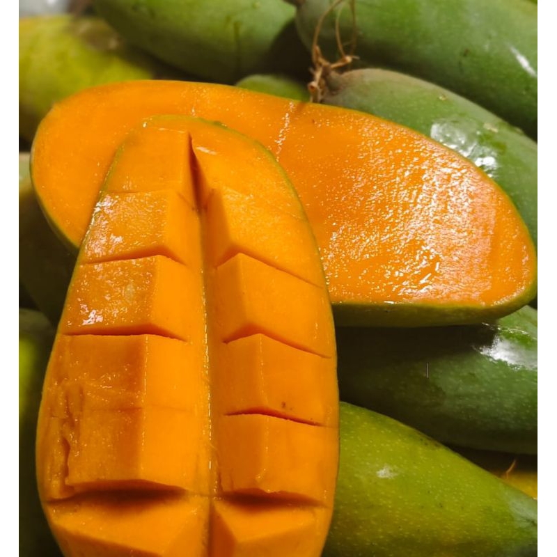 

Mangga Kiojay Thailand