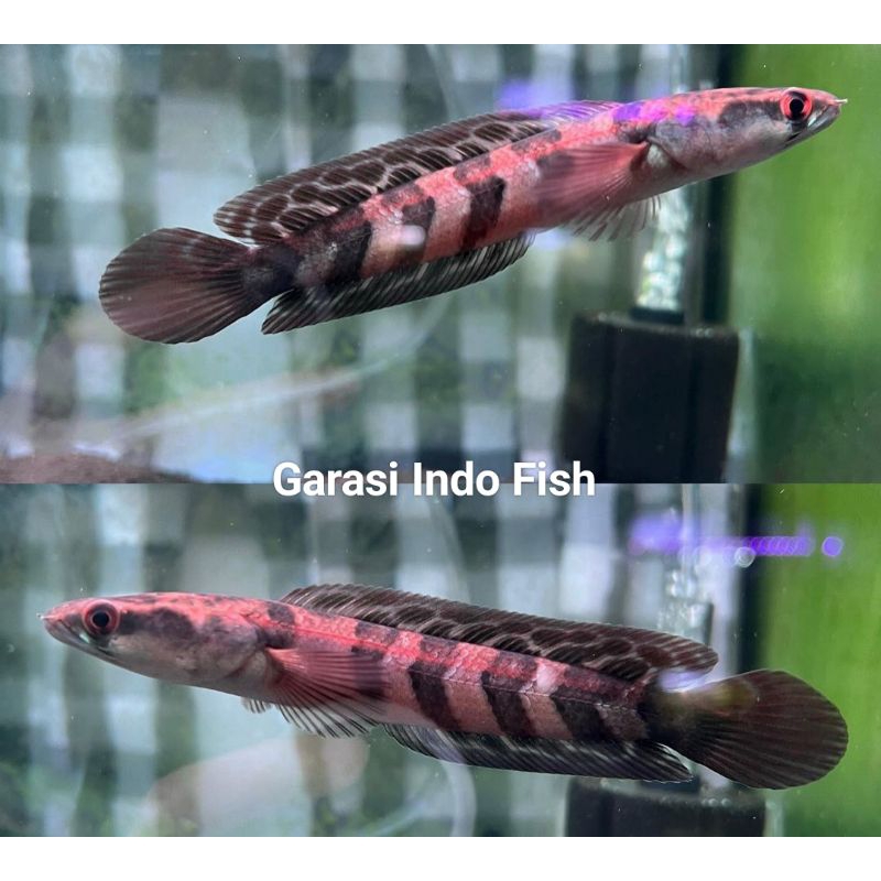 Ikan Channa Red Barito Sortiran Size 9Cm-10Cm Bar Rapih Bahan Kontes,Red Barito Size 9Cm-10Cm Dan 11