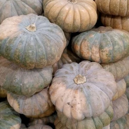 

Labu kuning per kg 1kg