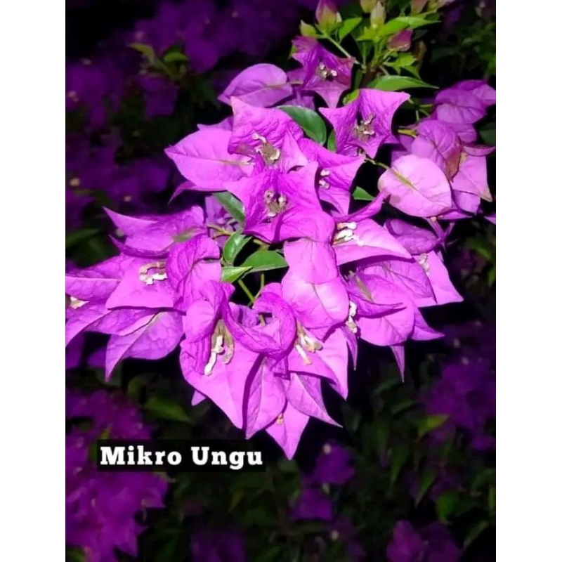 bunga Bougenville segala jenis kualitas premium