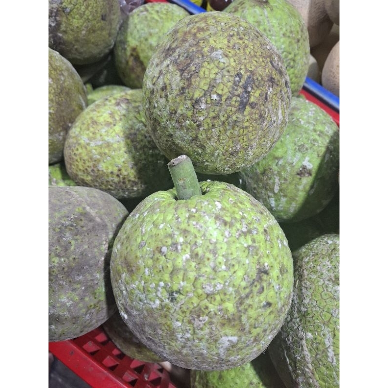 

Buah Sukun Segar