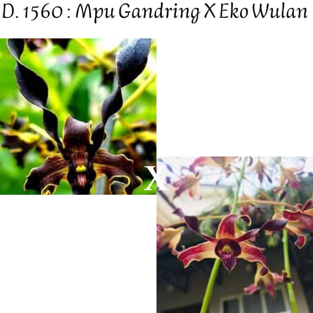 Anggrek dendrobium mpu gandring x eko wulan kondisi pra dewasa