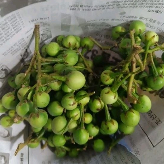 

Rimbang / Buah Rimbang / Tekokak Segar 250gram dan 500gr