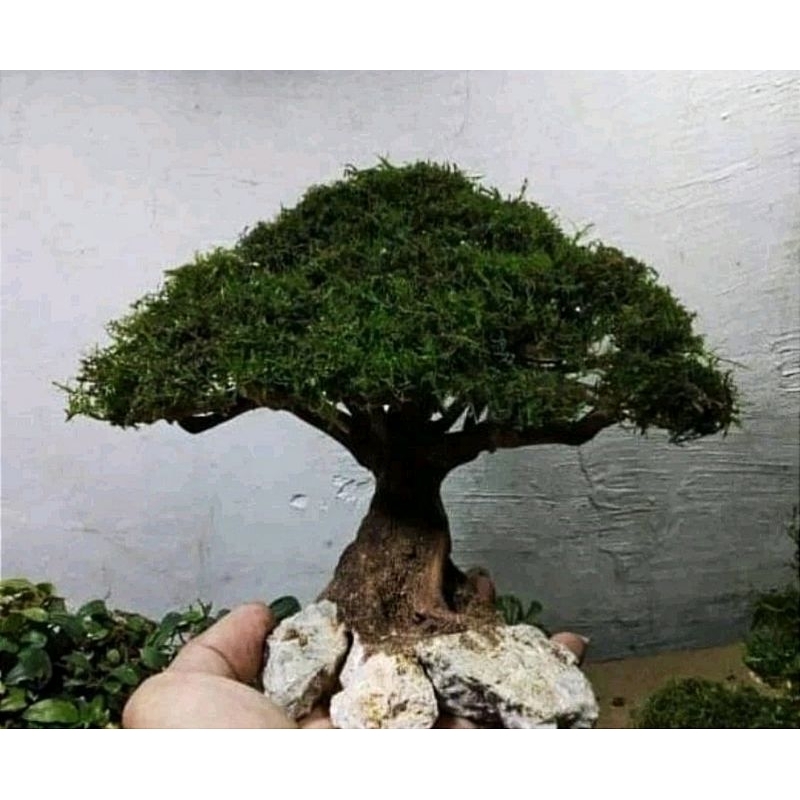 Bonsai aquascape siap pakai ukuran P23. cm sudah diplanting mosjava