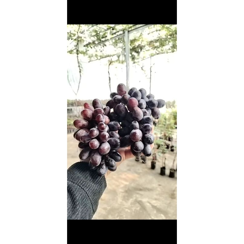 

bibit anggur import grade A