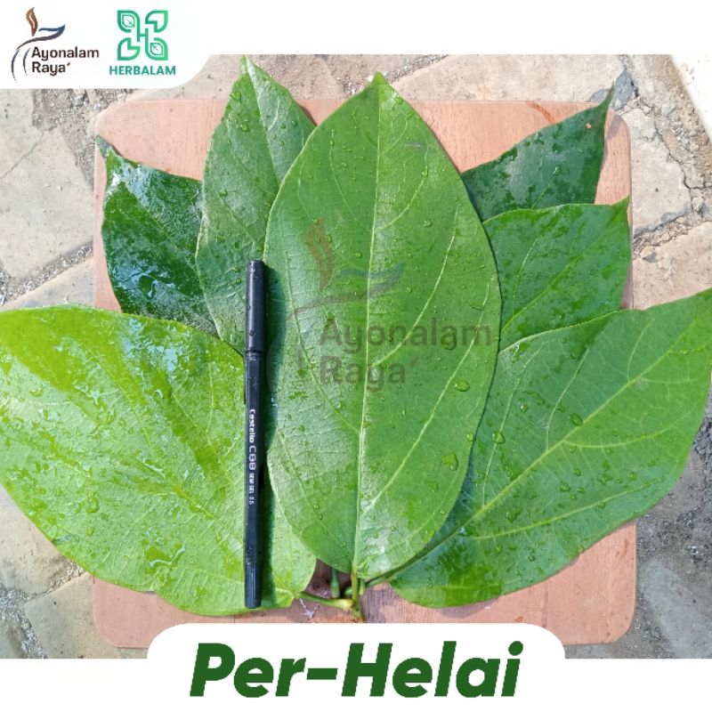 

Daun Cincau Hijau Perdu Jelly Organik Herbal Segar