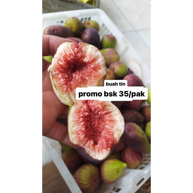 

Buah tin pack