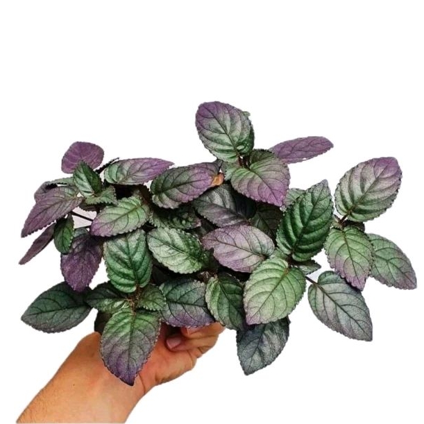 

DAUN HERBAL DAUN SYARAF TANAMAN SAMBANG GETIH