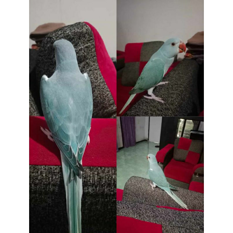 Indian Ringneck Blue Clear Tail