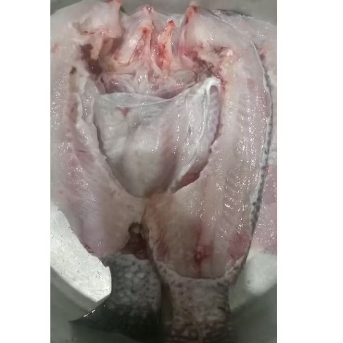 

ikan nila hitam kolam bioflok segar hidup 1 kg 4 ekor