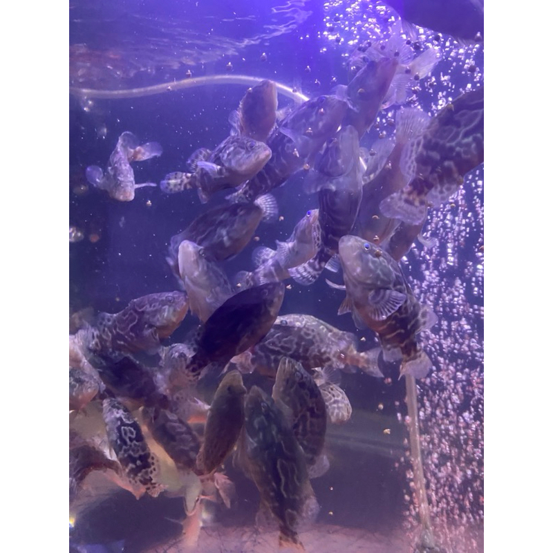 kerapu cantang size 10cm air tawat tambah garam