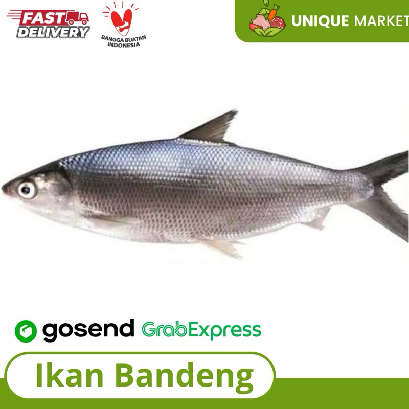 

Ikan Bandeng Segar