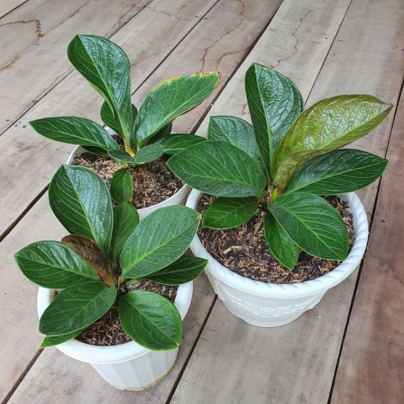 Anthurium Jenmanii Mangkok Tornado Ori Split Daun Corak Daun tegas Anturium jemani mk tornado origin