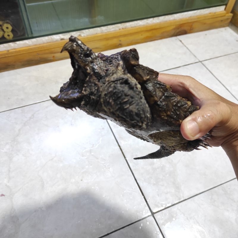 Kura kura Aligator Snapping Turtle AST