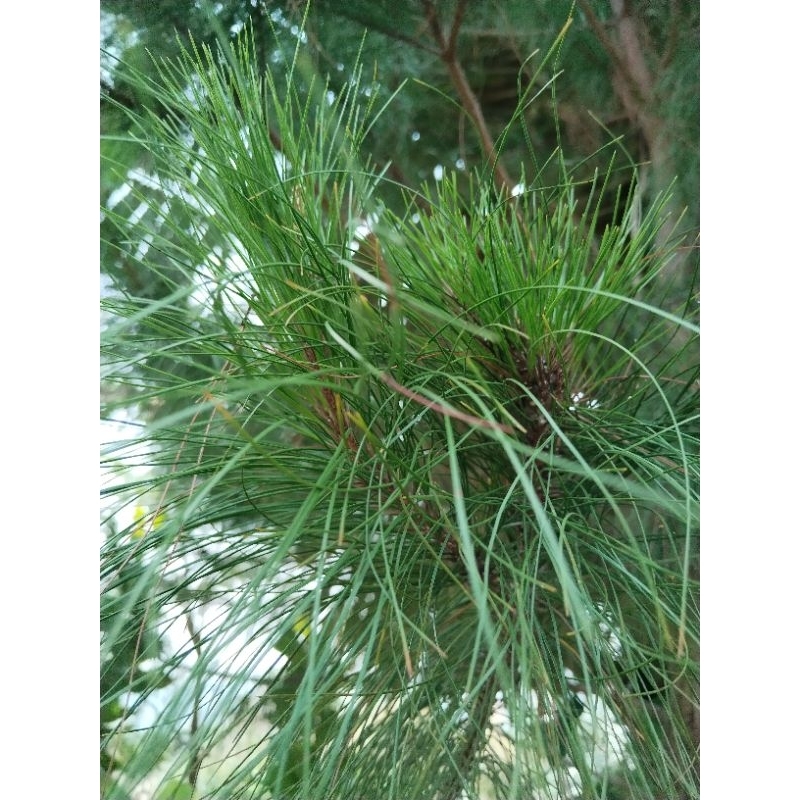 

daun pinus segar 1.5 kg