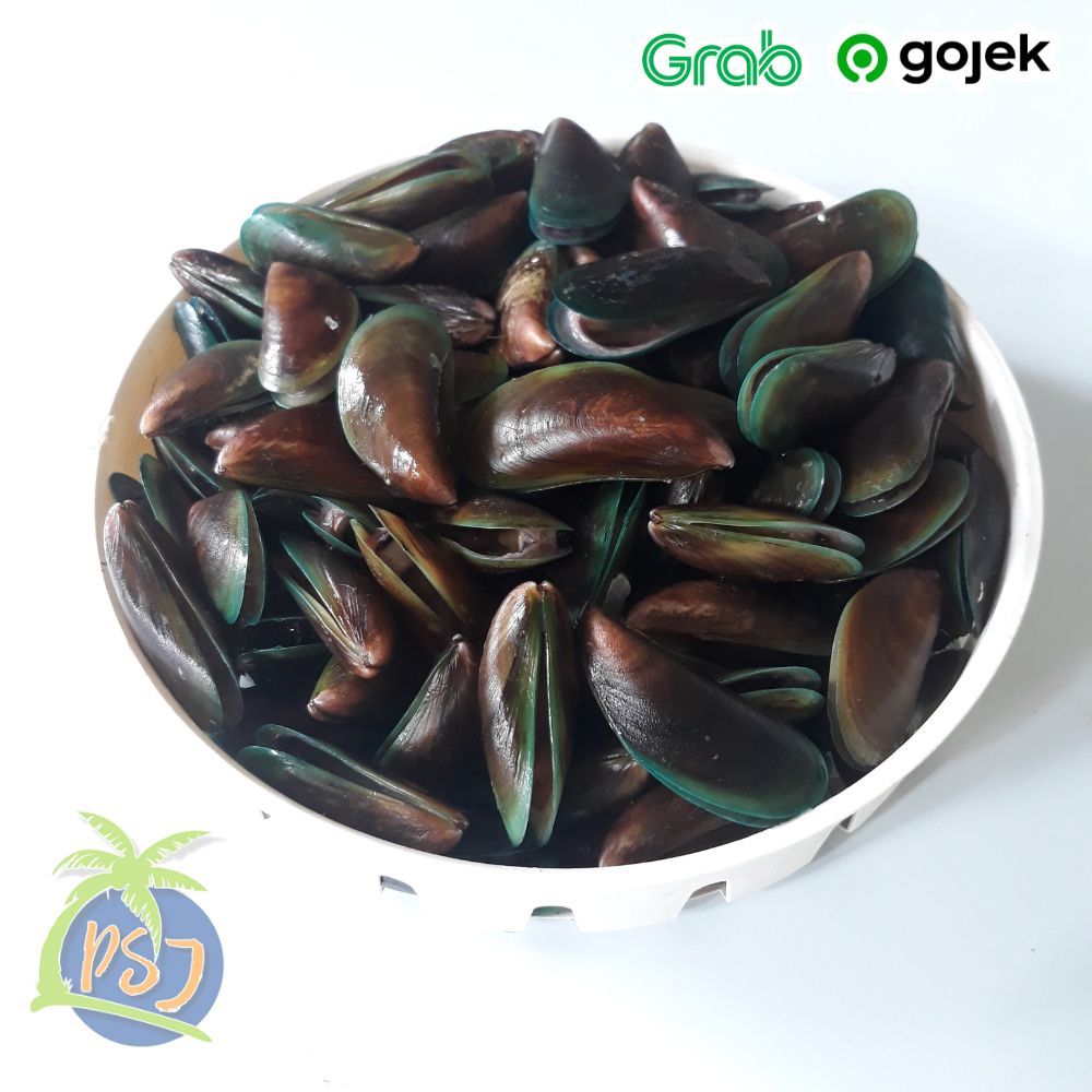 

PROMO Kerang ijo bersih / kerang hijau bersih cangkang dan rumput / kijing / kerang hijau besar / Kerang Fresh murah