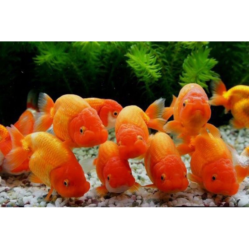 

KOKI RANCHU SUPER GEMOY GRADE A+ PAKET 4 EKOR
