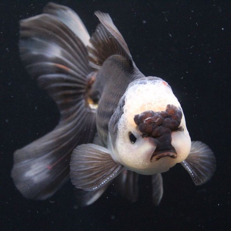 

KOKI ORANDA PANDA SUPER GEMOY GRADE A+
