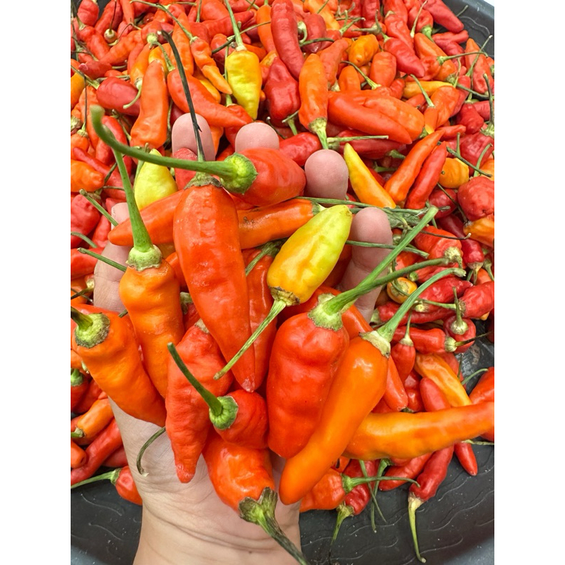 

bisa cod cabai cabe kecil rawit super 1kg langsung petani