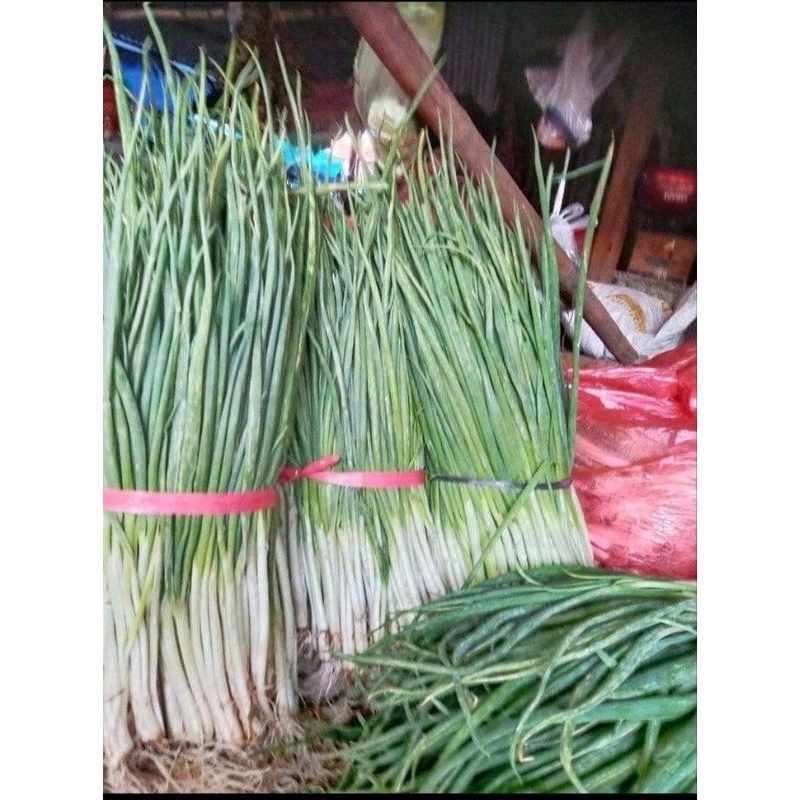 

daun bawang