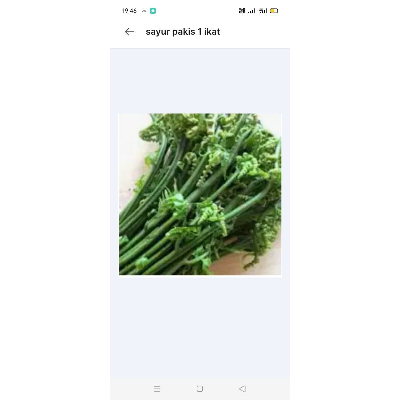

sayur pakis
