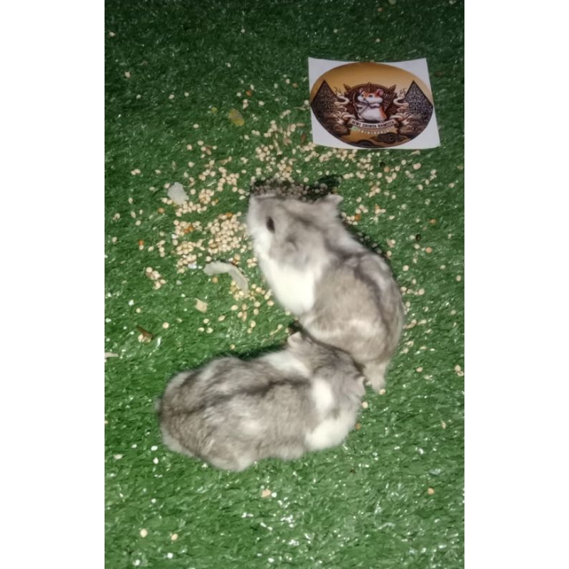 Hamster Campbell Dominan Sepasang Indukan