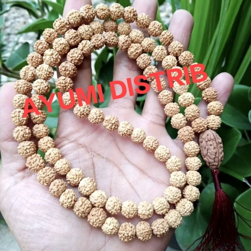 KALUNG JENITRI RUDRAKSHA BANDUL MUKHI 2 BESAR