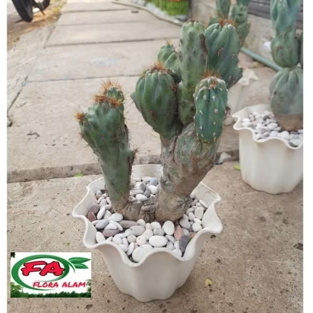 Kaktus Cereus Forbesi Monstrose