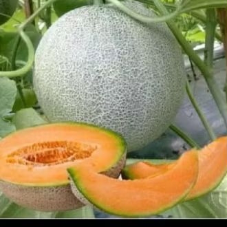 

BENIH MELON MADU 100 BIJI TERMURAH