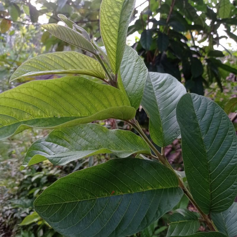 

pucuk jambu segar organik isi 100 lembar