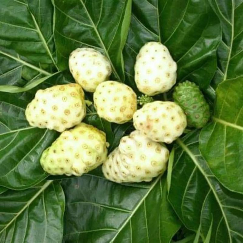 

buah mengkudu| buah cengkudu| buah herbal| mengkudu asli| fresh 1kg