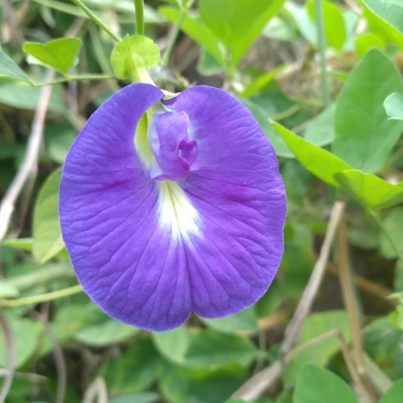 

bunga telang biji bunga telang kering bunga telang siap pakai biji bunga telang obat diabetes