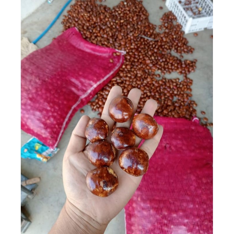 

jengkol tua